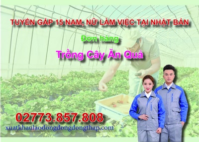 Tuyển gấp 15 nam, nữ làm việc tại Nhật Bản đơn hàng trồng cây ăn quả