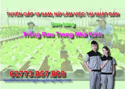 Tuyển gấp 15 nam, nữ làm việc tại Nhật Bản đơn hàng trồng rau trong nhà kính