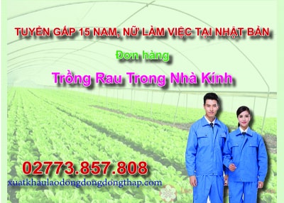 Tuyển gấp 15 nam, nữ làm việc tại Nhật Bản đơn hàng trồng rau trong nhà kính