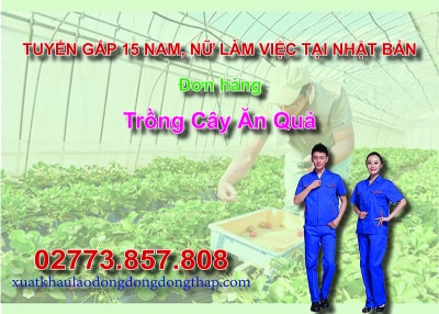 Tuyển gấp 15 nam, nữ làm việc tại Nhật Bản đơn hàng trồng cây ăn quả
