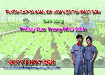 Tuyển gấp 20 nam, nữ làm việc tại Nhật Bản đơn hàng trồng rau trong nhà kính