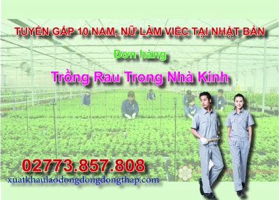 Tuyển gấp 10 nam, nữ làm việc tại Nhật Bản đơn hàng trồng rau trong nhà kính