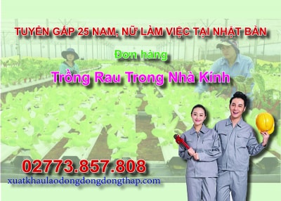 Tuyển gấp 25 nam, nữ làm việc tại Nhật Bản đơn hàng trồng rau trong nhà kính