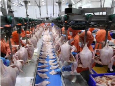 Tuyển gấp 10 nữ làm việc tại Nhật Bản đơn hàng Chế biến thịt gà
