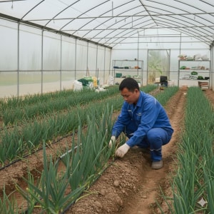 Tuyển gấp 3 nam làm việc tại Nhật Bản đơn hàng Nông nghiệp Hành Baro
