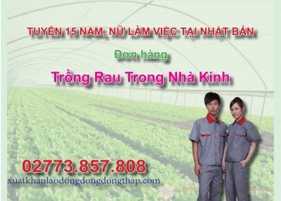 Tuyển 15 nam, nữ làm việc tại Nhật Bản đơn hàng trồng rau trong nhà kính