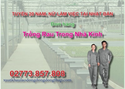 Tuyển 20 nam, nữ làm việc tại Nhật Bản đơn hàng trồng rau trong nhà kính