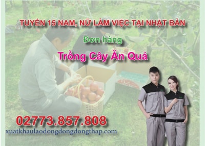 Tuyển 15 nam, nữ làm việc tại Nhật Bản đơn hàng trồng cây ăn quả
