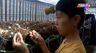 Từ Nhật Bản trở về quê hương khởi nghiệp với nghề trồng nấm rơm