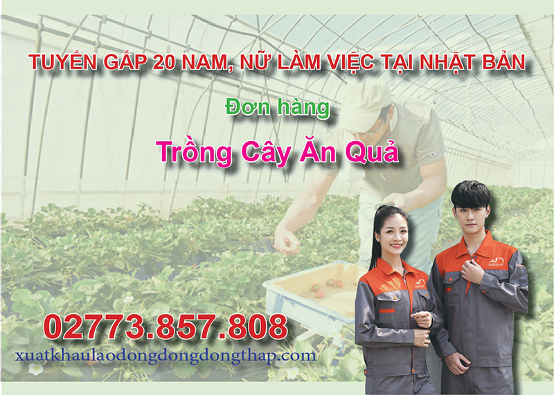 Tuyển gấp 20 nam, nữ làm việc tại Nhật Bản đơn hàng trồng cây ăn quả