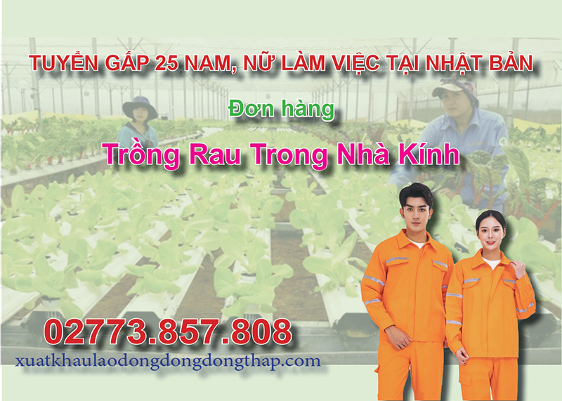 Tuyển gấp 25 nam, nữ làm việc tại Nhật Bản đơn hàng trồng rau trong nhà kính