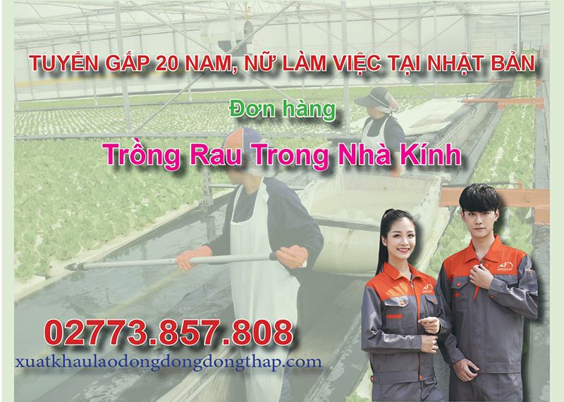 Tuyển gấp 20 nam, nữ làm việc tại Nhật Bản đơn hàng trồng rau trong nhà kính