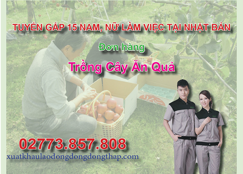 Tuyển gấp 15 nam, nữ làm việc tại Nhật Bản đơn hàng trồng cây ăn quả