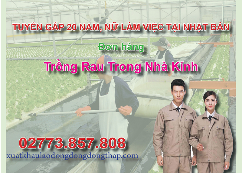 Tuyển gấp 20 nam, nữ làm việc tại Nhật Bản đơn hàng trồng rau trong nhà kính