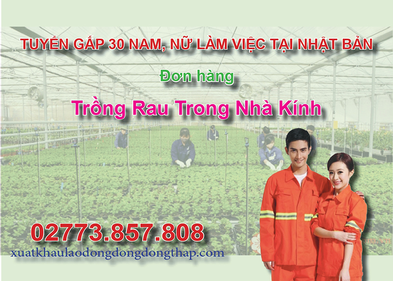 Tuyển gấp 30 nam, nữ làm việc tại Nhật Bản đơn hàng trồng rau trong nhà kính