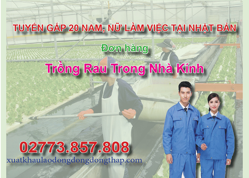 Tuyển gấp 20 nam, nữ làm việc tại Nhật Bản đơn hàng trồng rau trong nhà kính