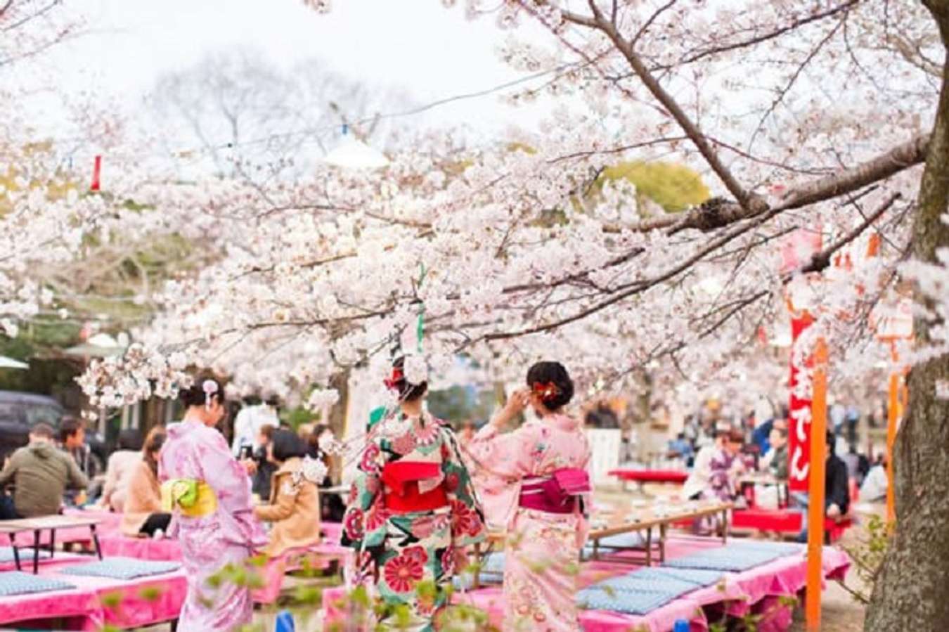 Lễ hội Hoa anh đào Hanami