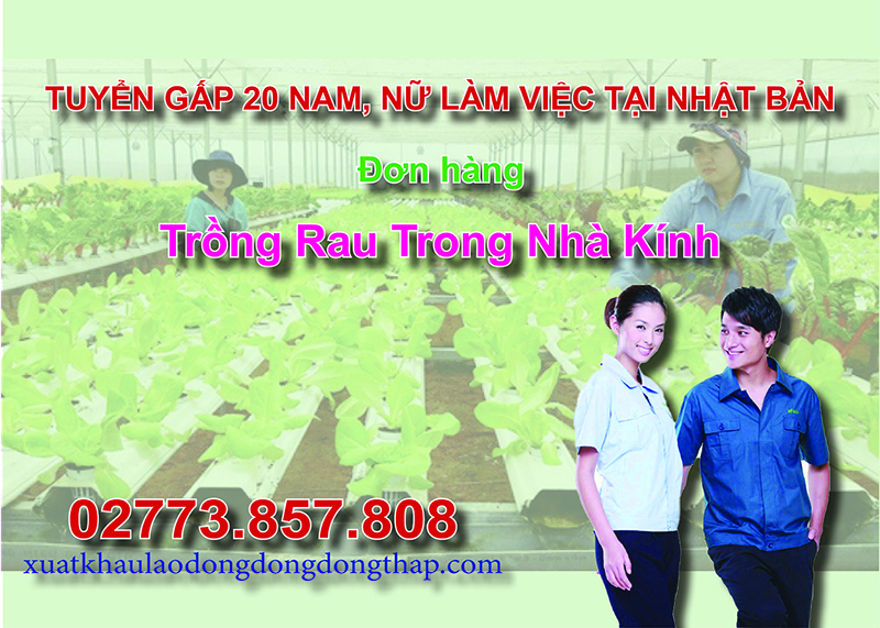 Tuyển gấp 20 nam, nữ làm việc tại Nhật Bản đơn hàng trồng rau trong nhà kính