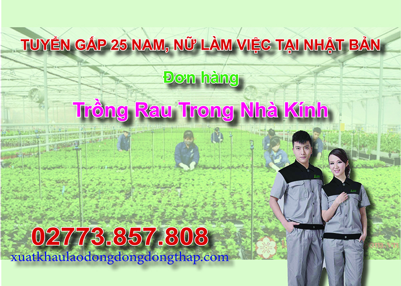 Tuyển gấp 25 nam, nữ làm việc tại Nhật Bản đơn hàng trồng rau trong nhà kính