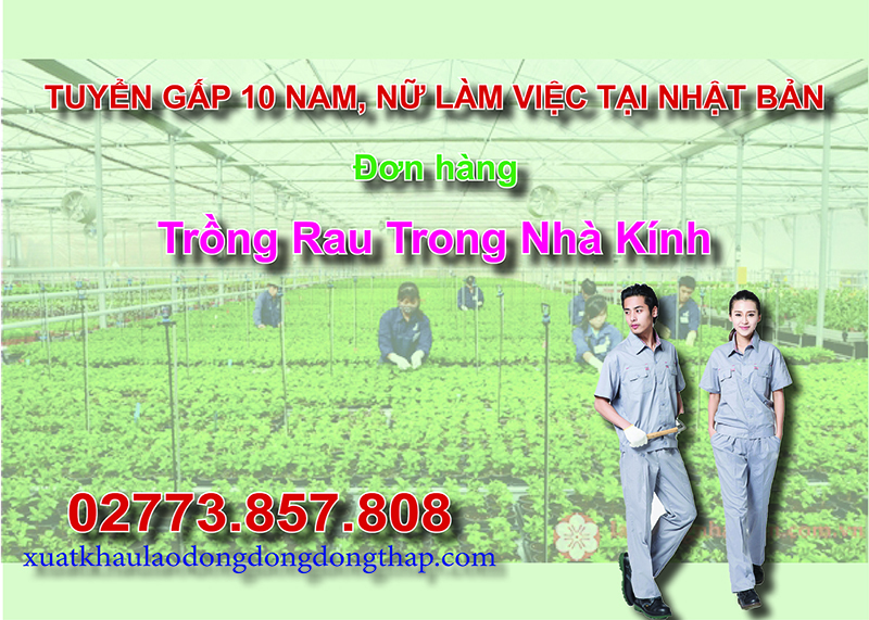 Tuyển gấp 10 nam, nữ làm việc tại Nhật Bản đơn hàng trồng rau trong nhà kính