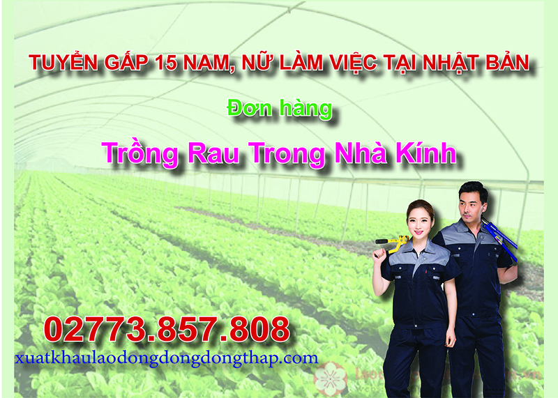 Tuyển gấp 15 nam, nữ làm việc tại Nhật Bản đơn hàng trồng rau trong nhà kính