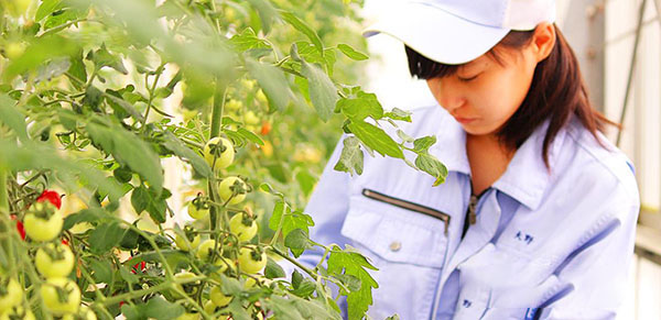 Tuyển gấp  10 nam, nữ làm việc tại Nhật Bản đơn hàng Nông nghiệp cà chua, củ cải