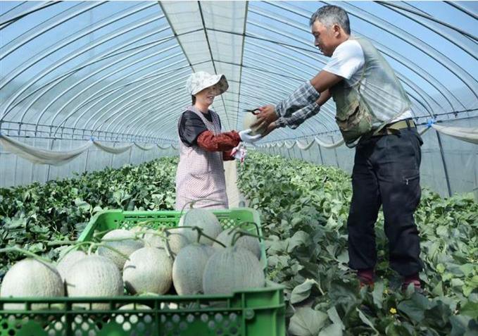 Tuyển gấp  20 nữ làm việc tại Nhật Bản đơn hàng Nông nghiệp dưa lưới