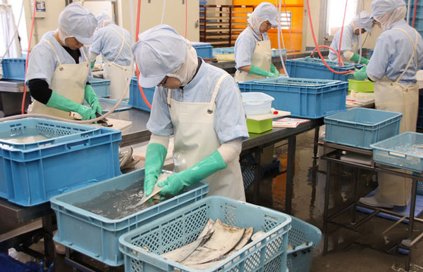 Tuyển gấp  30 nữ làm việc tại Nhật Bản đơn hàng Chế biến thuỷ sản