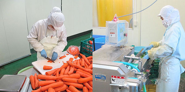 Tuyển gấp  3 nữ làm việc tại Nhật Bản đơn hàng Chế biến thực phẩm dưa chua, rau củ quả