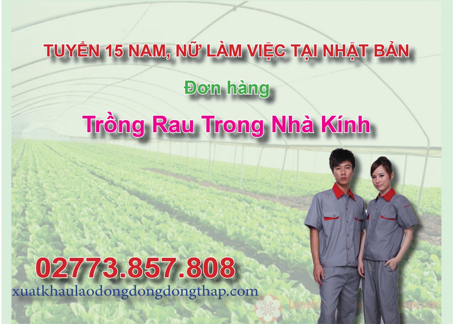 Tuyển 15 nam, nữ làm việc tại Nhật Bản đơn hàng trồng rau trong nhà kính