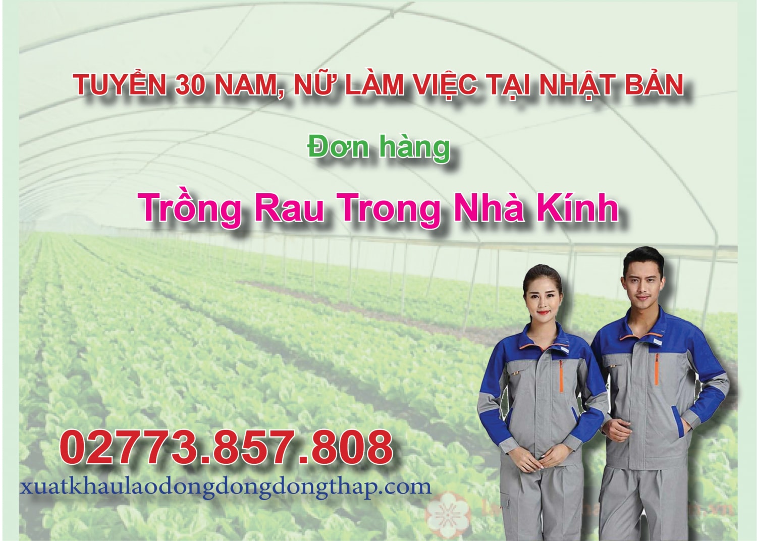 Tuyển 30 nam, nữ làm việc tại Nhật Bản đơn hàng trồng rau trong nhà kính