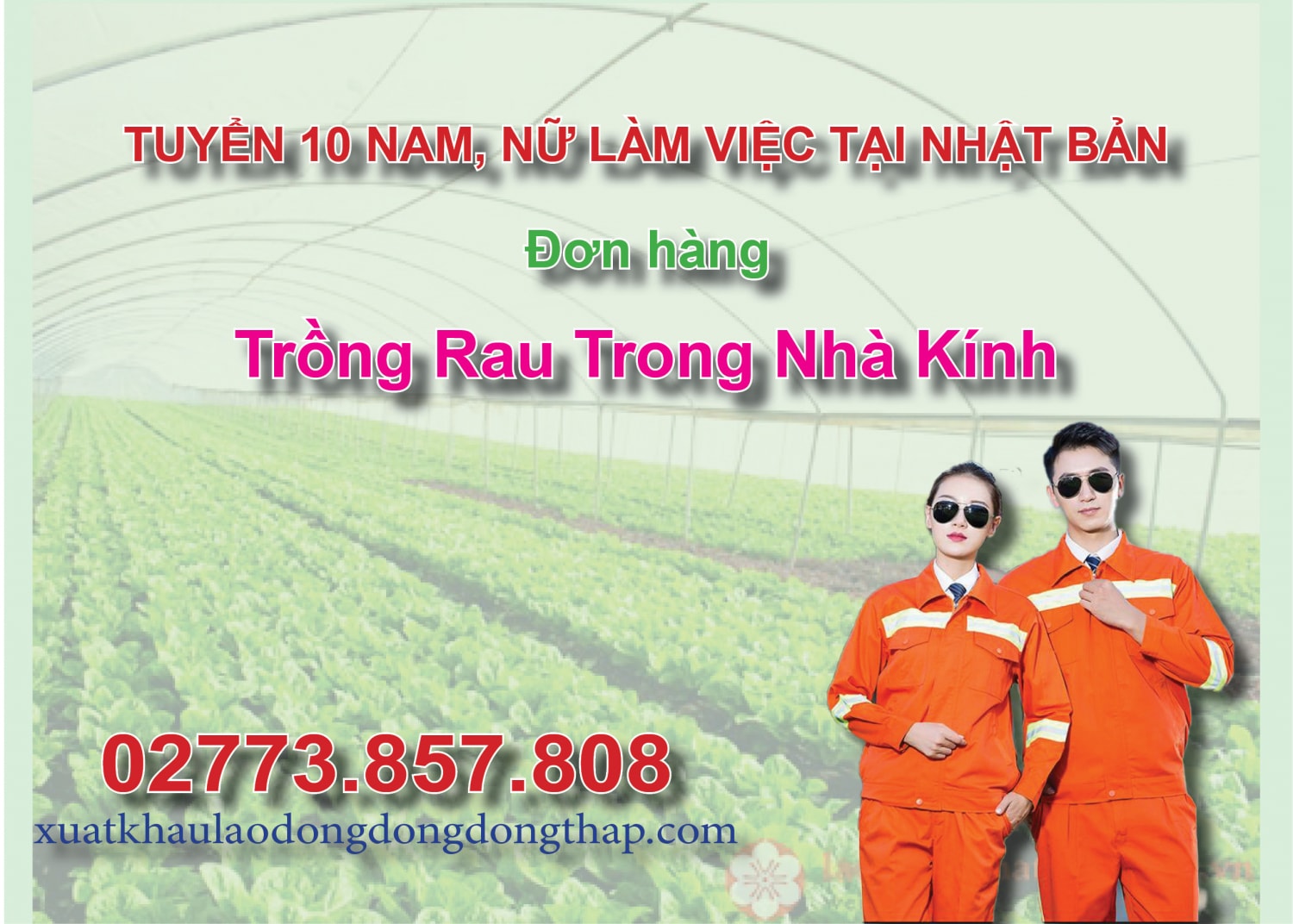Tuyển 10 nam, nữ làm việc tại Nhật Bản đơn hàng trồng rau trong nhà kính