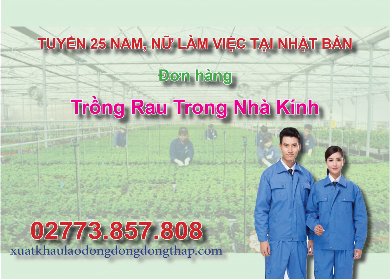 Tuyển 25 nam, nữ làm việc tại Nhật Bản đơn hàng trồng rau trong nhà kính
